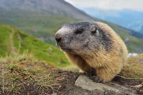 alpine marmot (Marmota marmota) in the natural autumn environment 