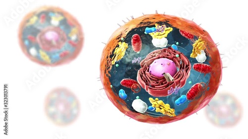Components of Eukaryotic cell, nucleus and organelles and plasma membrane - 3d illustration photo