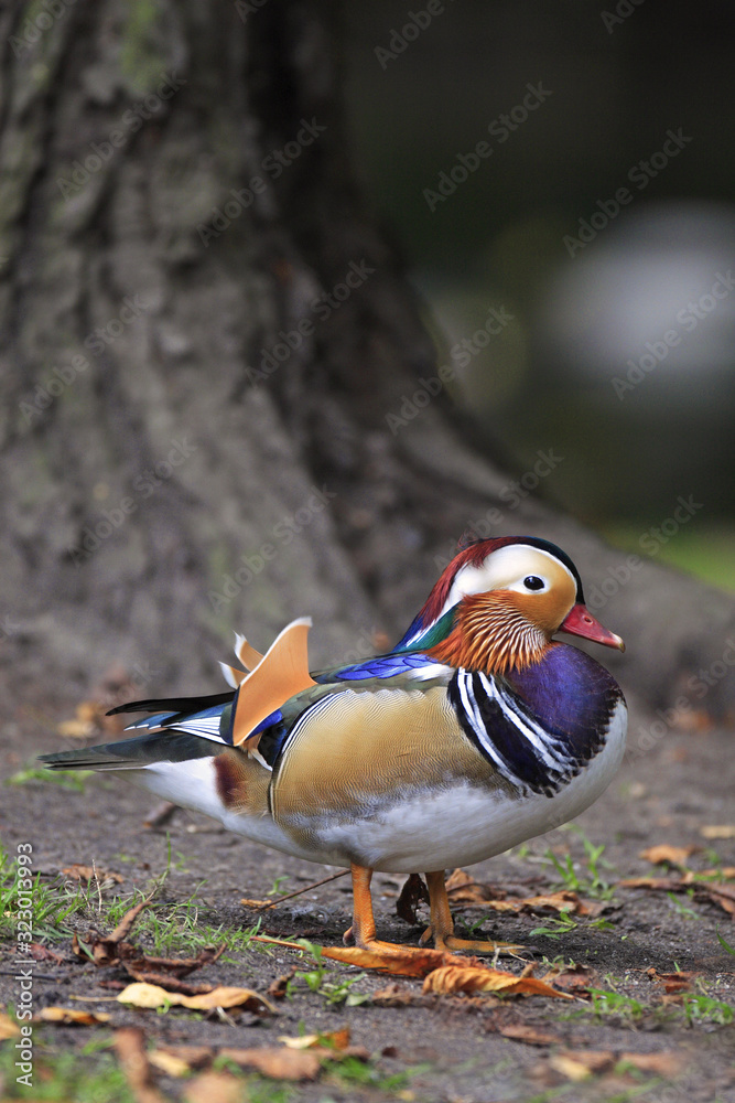 Single male Mandarin Duck - latin Aix galericulata - bird natively inhabiting East Asia, in a spring mating season in a city park Single male Mandarin Duck - latin Aix galericulata - bird natively inhabiting East Asia, in a spring mating season in a city park