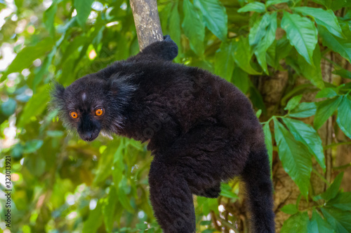 schwarzer lemur (Eulemur macaco) / Moor Lemur sits in the trees in Lokobe National Park on Nosy Be Madagascar