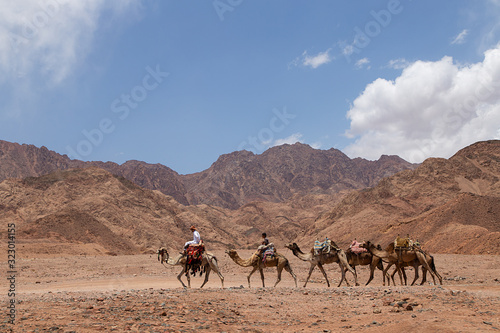 Camels in Dahab, Egypt © Felix Duart Studio