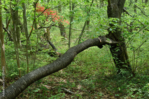 Fallen tree in the deep forest.