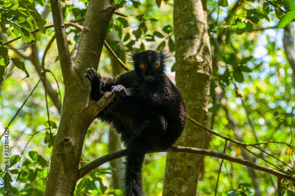 schwarzer lemur (Eulemur macaco) / Moor Lemur sits in the trees in Lokobe National Park on Nosy Be Madagascar