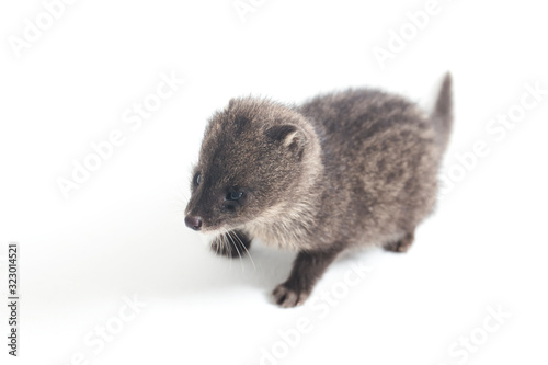 The baby small Indian civet (Viverricula indica) is a civet native to South and Southeast Asia. isolated on white background photo