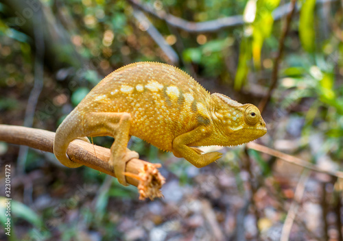 Parsons chameleon, Calumma parsonii on a tree on Madagascars island Nosy Komba close to Nosy Be photo