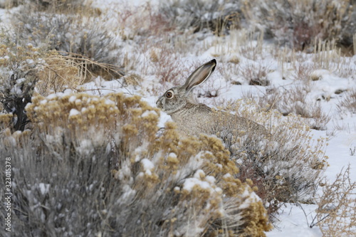 white-sided jackrabbit (Lepus callotis) in the snow,  New Mexico photo