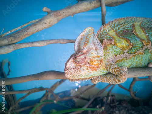 Chameleon on tree with blue background