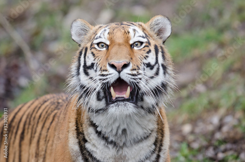 Siberian tiger, tiger portrait © Ozkan Ozmen
