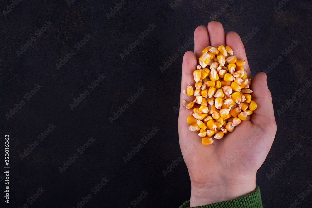 Obraz premium Corn grain in a hand on a dark background. Free space for an inscription.