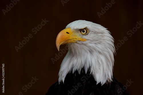 portrait of the bald eagle (Haliaeetus leucocephalus) on the dark background