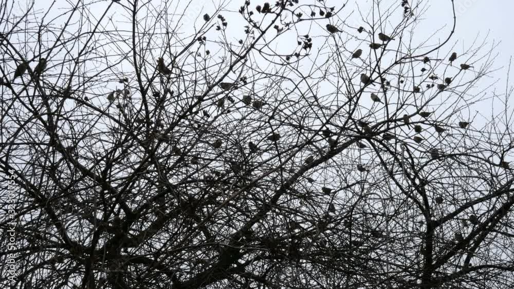 Many sparrow birds sit and fly on a tree in a park or countryside. Silhouette. Medium plan.