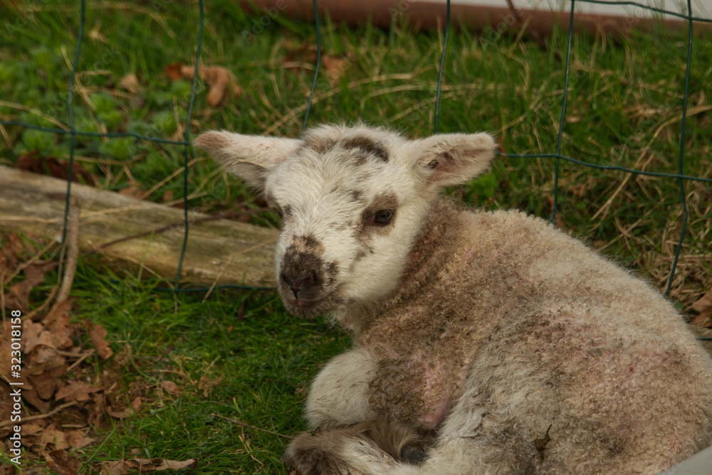 Naklejka premium Un agneau est né cette nuit dans le champ de la voisine, sa maman la brebis est près de lui le protège et le surveille