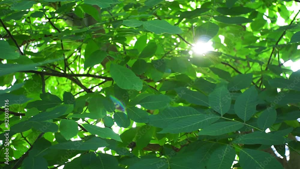 walnut tree on a bright Sunny day, the sun through the tree branches, lens glare. organic nuts, growing plants. Summer background, beautiful tree in the garden walnut tree on a bright Sunny day, the sun through the tree branches, lens glare. organic nuts, growing plants. Summer background, beautiful tree in the garden