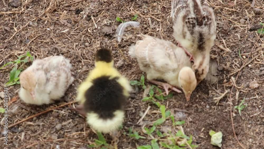 Chicks and yellow ducklings are lying and playing on the ground in the garden. Chicks and yellow ducklings are lying and playing on the ground in the garden.