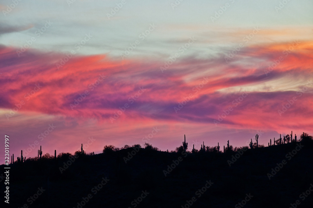 Saguaro Cacti in Silhouette at Sunset