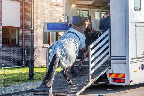  Horse ready to go in van . Car for carrying horses. transportation livestock. photo