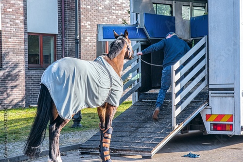  Horse ready to go in van . Car for carrying horses. transportation livestock.