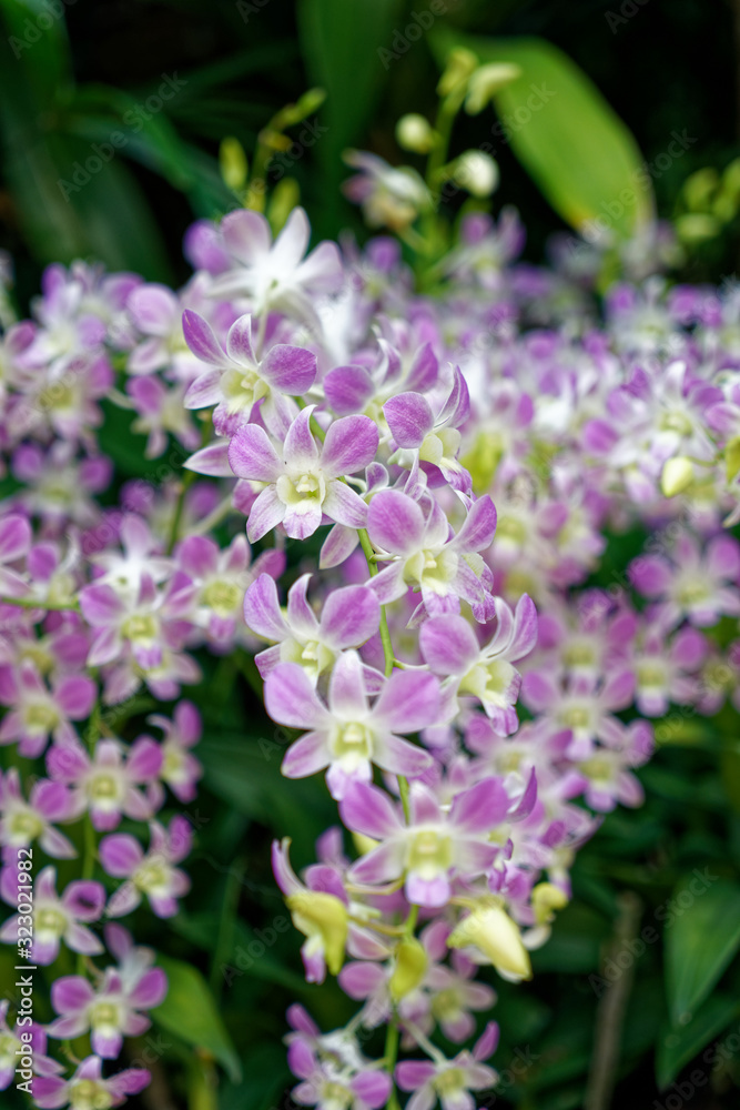 Orchids at the National Orchid Centre, Singapore