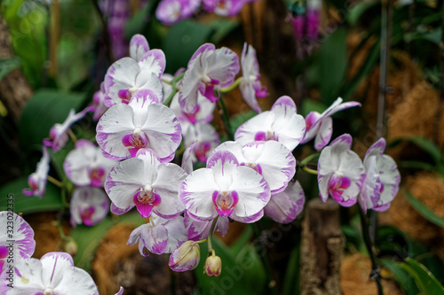 Orchids at the National Orchid Centre  Singapore
