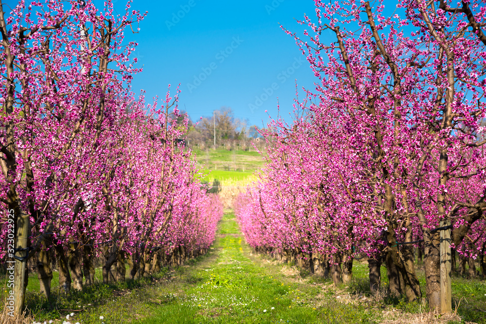 Fruit trees in spring with pink flowers, beautiful spring garden Fruit trees in spring with pink flowers, beautiful spring garden