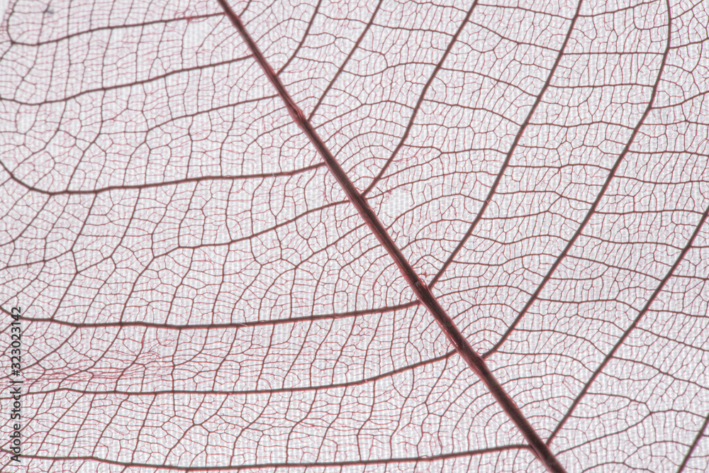 Macro Closeup of skeleton leaves