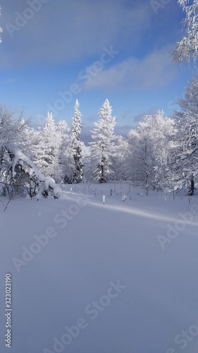 Winter snow-covered forest. Nature. Trees. © Olga