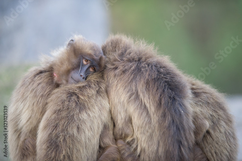 Gelada baboons hugging each other