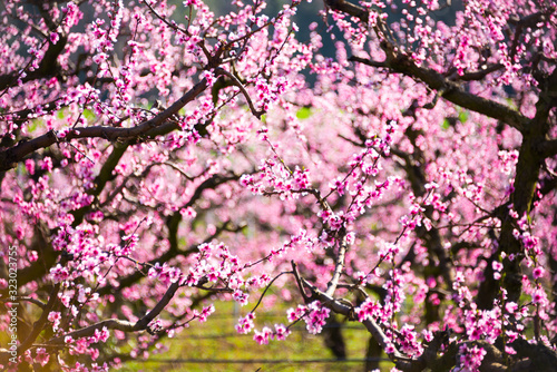 Fruit trees in spring with pink flowers  beautiful spring garden