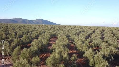Olive trees with olives, aerial view. Andalusia, Spain