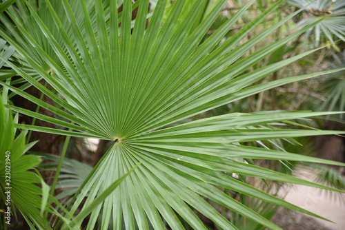 Palme de la forêt tropicale du Yucatan, Mexique