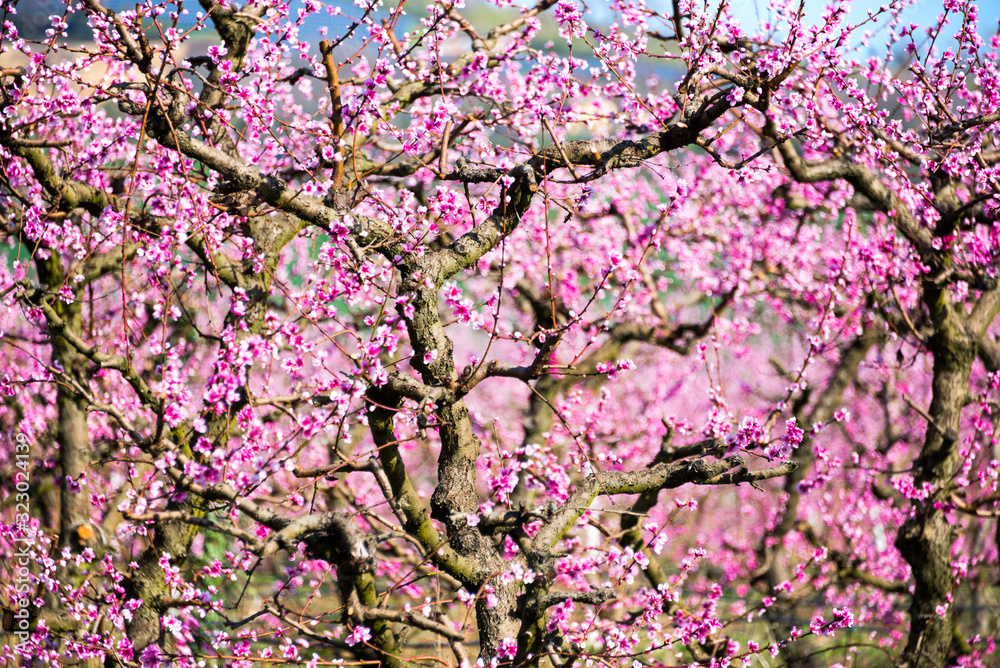 Fruit trees in spring with pink flowers, beautiful spring garden Fruit trees in spring with pink flowers, beautiful spring garden