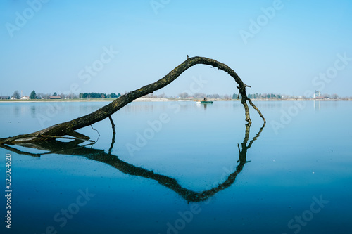 Ast im Wasser