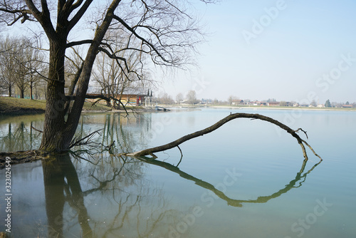 Ast im Wasser