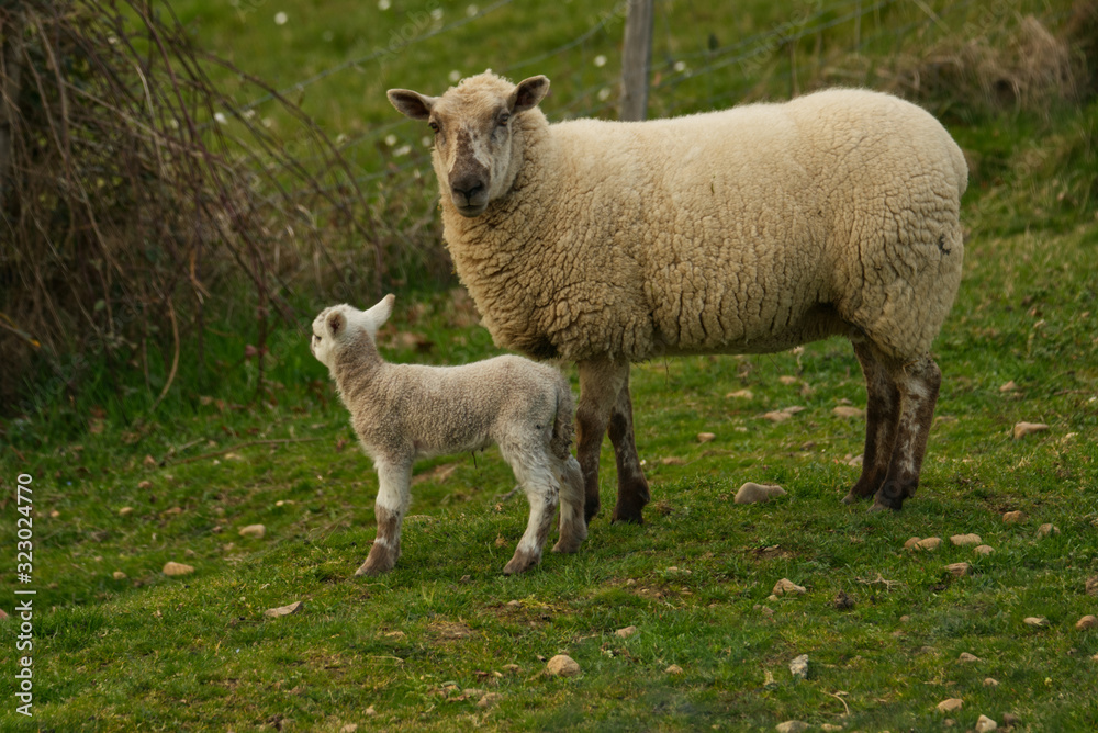 Un agneau est né dans le champ de la voisine, sa maman la brebis est près de lui et le surveille Un agneau est né dans le champ de la voisine, sa maman la brebis est près de lui et le surveille