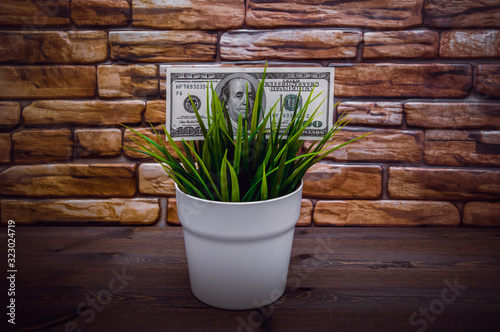 A hundred dollars and a plant, the concept of growth.