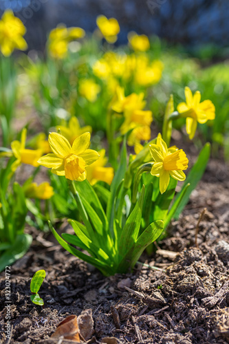 A short variety, Tete-a-Tete, of daffodil blooming in the springtime garden.