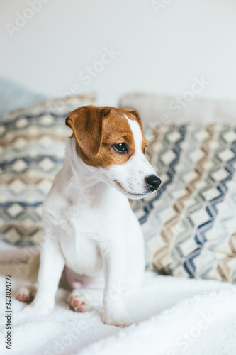 Adorable puppy Jack Russell Terrier sitting on the sofa.