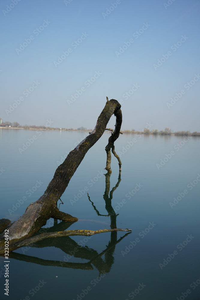 Naklejka premium Ast im Wasser