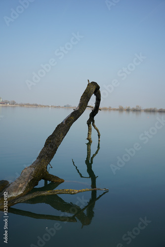Ast im Wasser