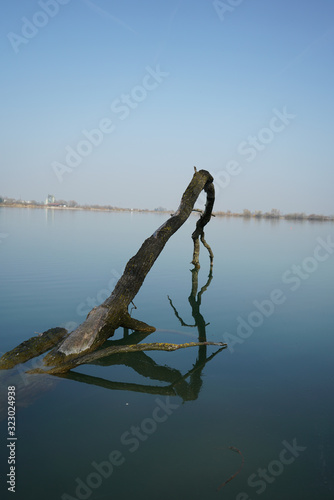 Ast im Wasser