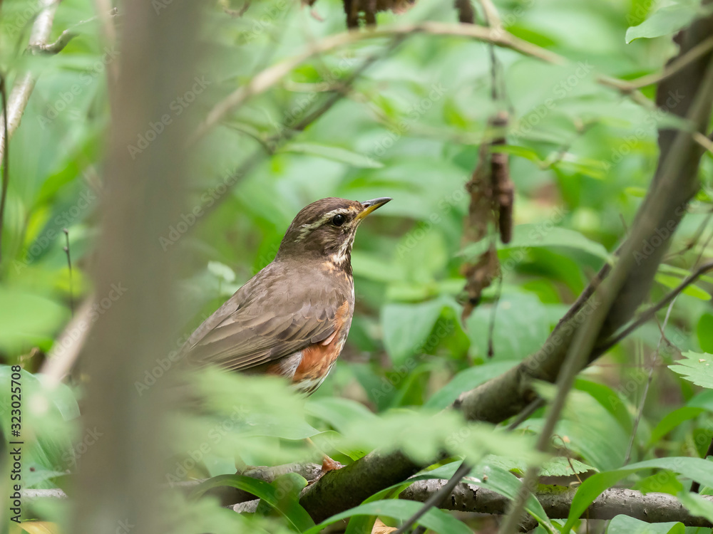 The redwing (Turdus iliacus) is a bird in the thrush family, Turdidae The redwing (Turdus iliacus) is a bird in the thrush family, Turdidae