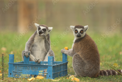 Lemurs eating fruits © Ozkan Ozmen
