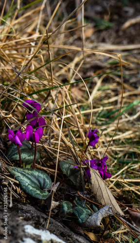 First spring flowers of Erythronium Sibiricum photo