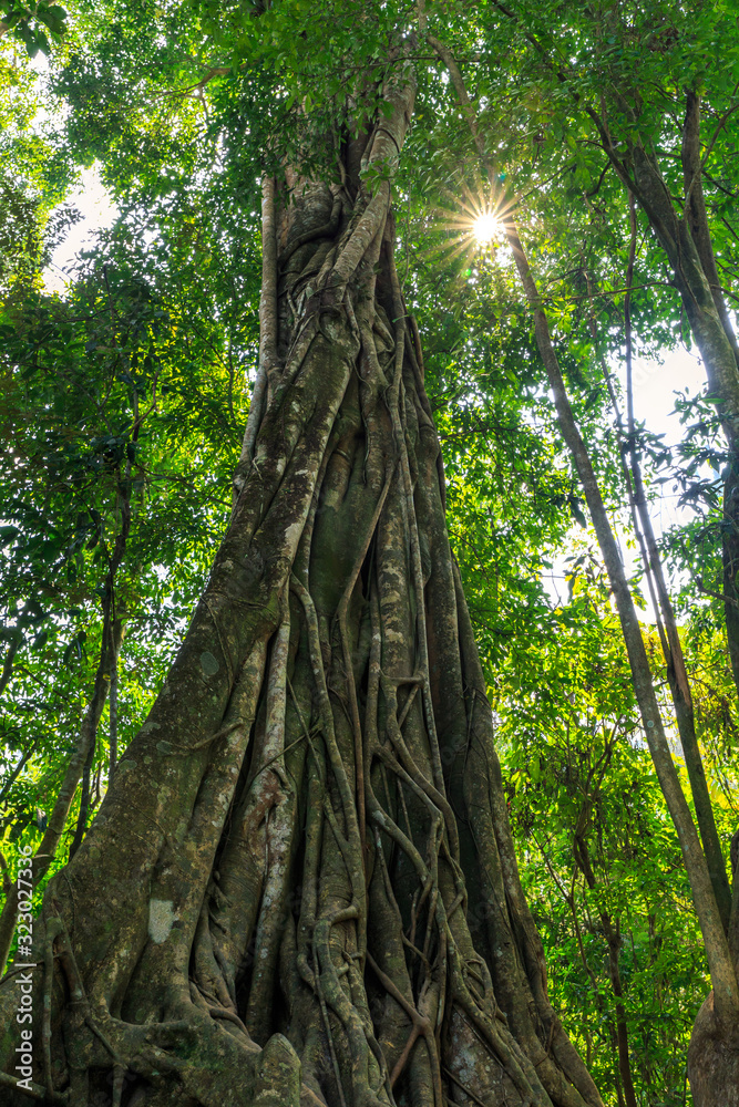 Fototapeta premium soleil dans le feuillage d'une foret tropicale