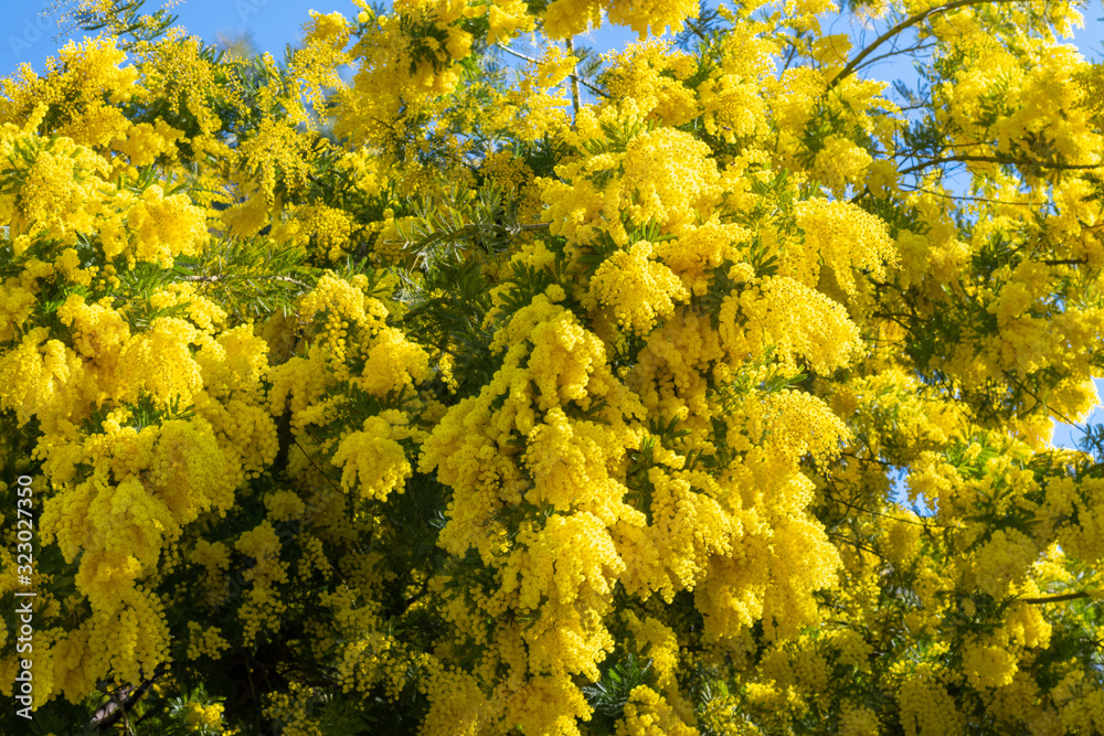 Acacia pycnantha (golden wattle) in full flower