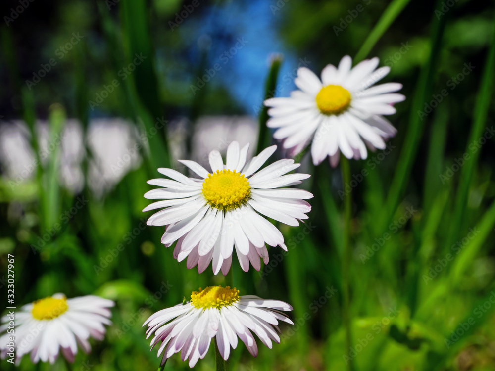 daisy in the park