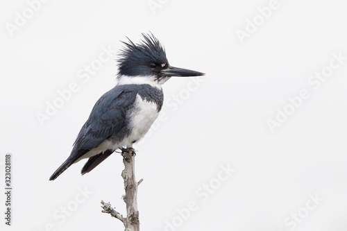 Fotografia, Obraz Male Belted Kingfisher perched on a dead branch
