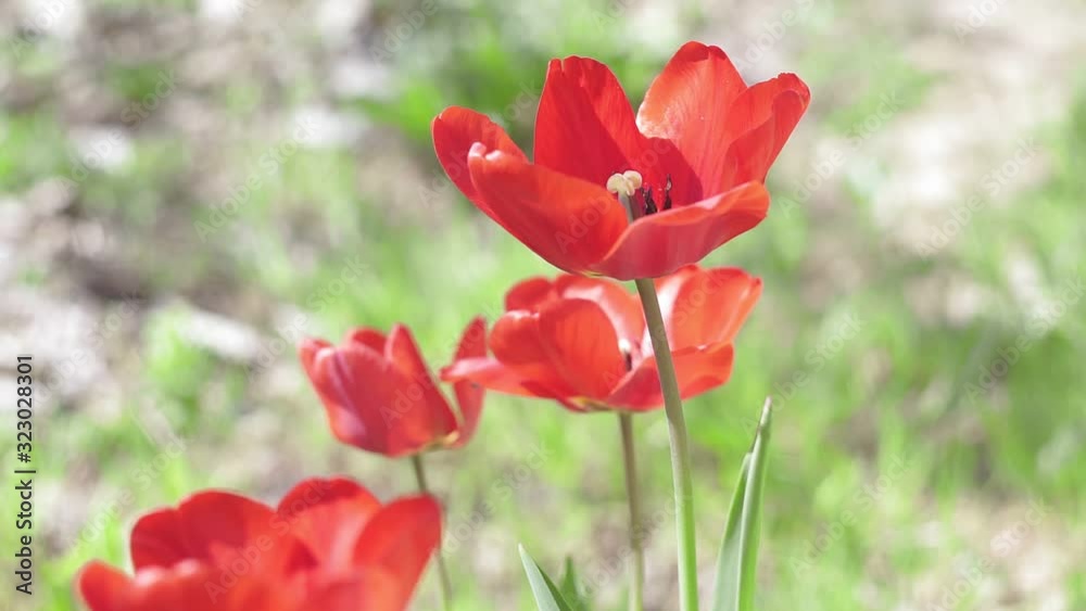 Spring time red tulip field plants close up background. Natural flower beauty concept Spring time red tulip field plants close up background. Natural flower beauty concept