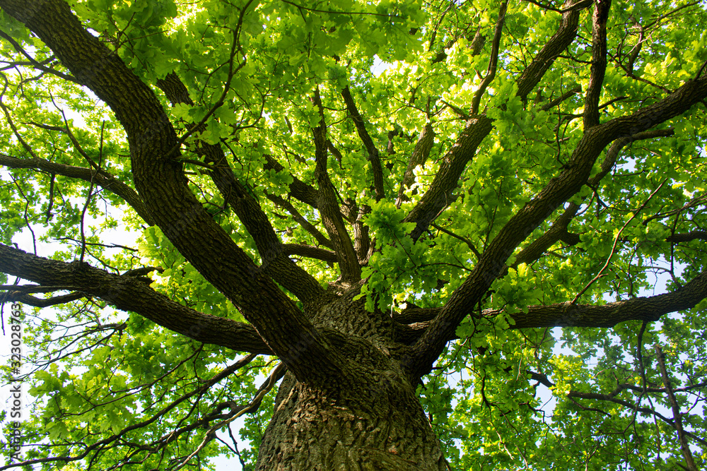 Sprawling tree. Oak branches.