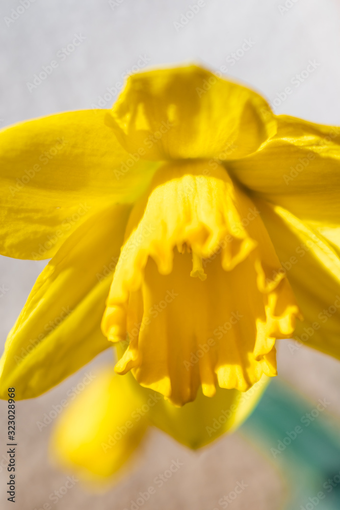 Fototapeta premium Single yellow blooming narcissus close-up